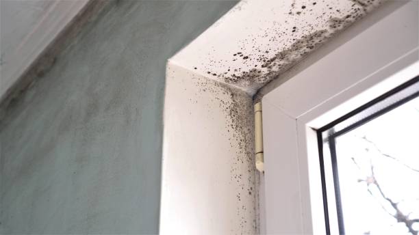 Best Commercial Mold Inspection  in Pinehurst, MA