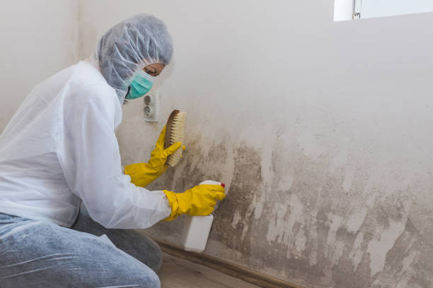 Best Industrial Mold Remediation  in Pinehurst, MA