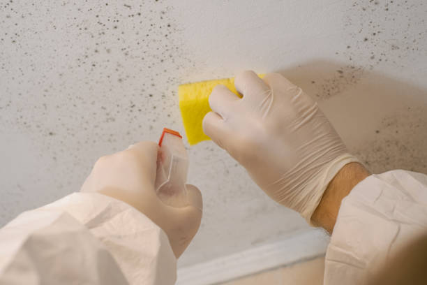 Best Basement Mold Removal  in Pinehurst, MA
