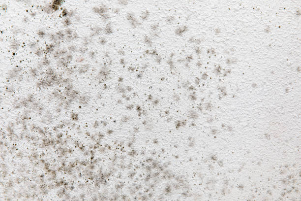 Mold Remediation for Rental Properties in Pinehurst, MA