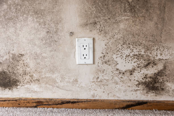 Best Airborne Mold Testing  in Pinehurst, MA