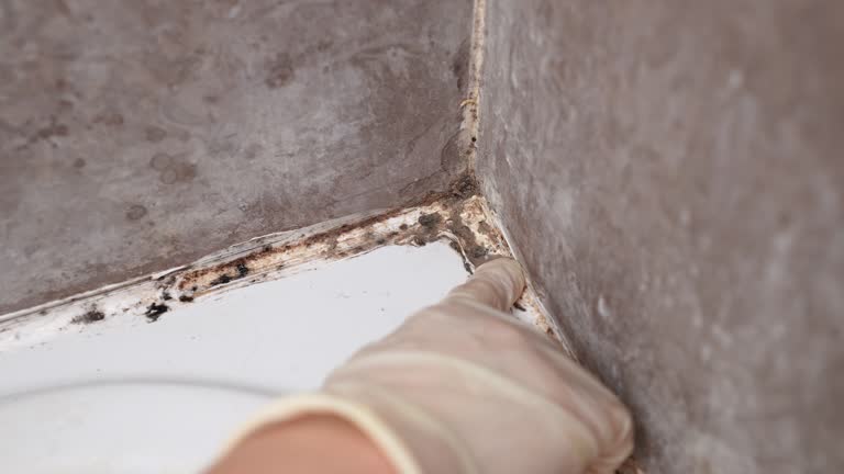 Best Dehumidification Services  in Pinehurst, MA