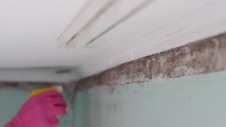 Best Water Damage & Mold Remediation  in Pinehurst, MA