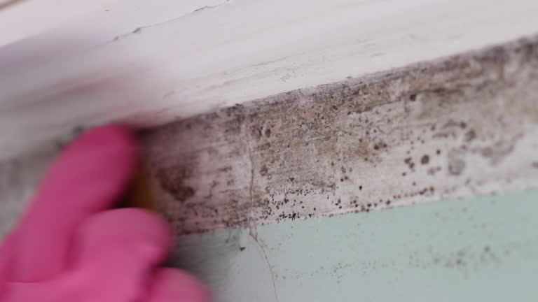 Best Attic Mold Removal  in Pinehurst, MA